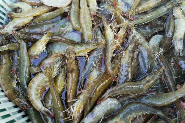 養(yǎng)蝦廢水怎么處理效果好？解決方案！-1